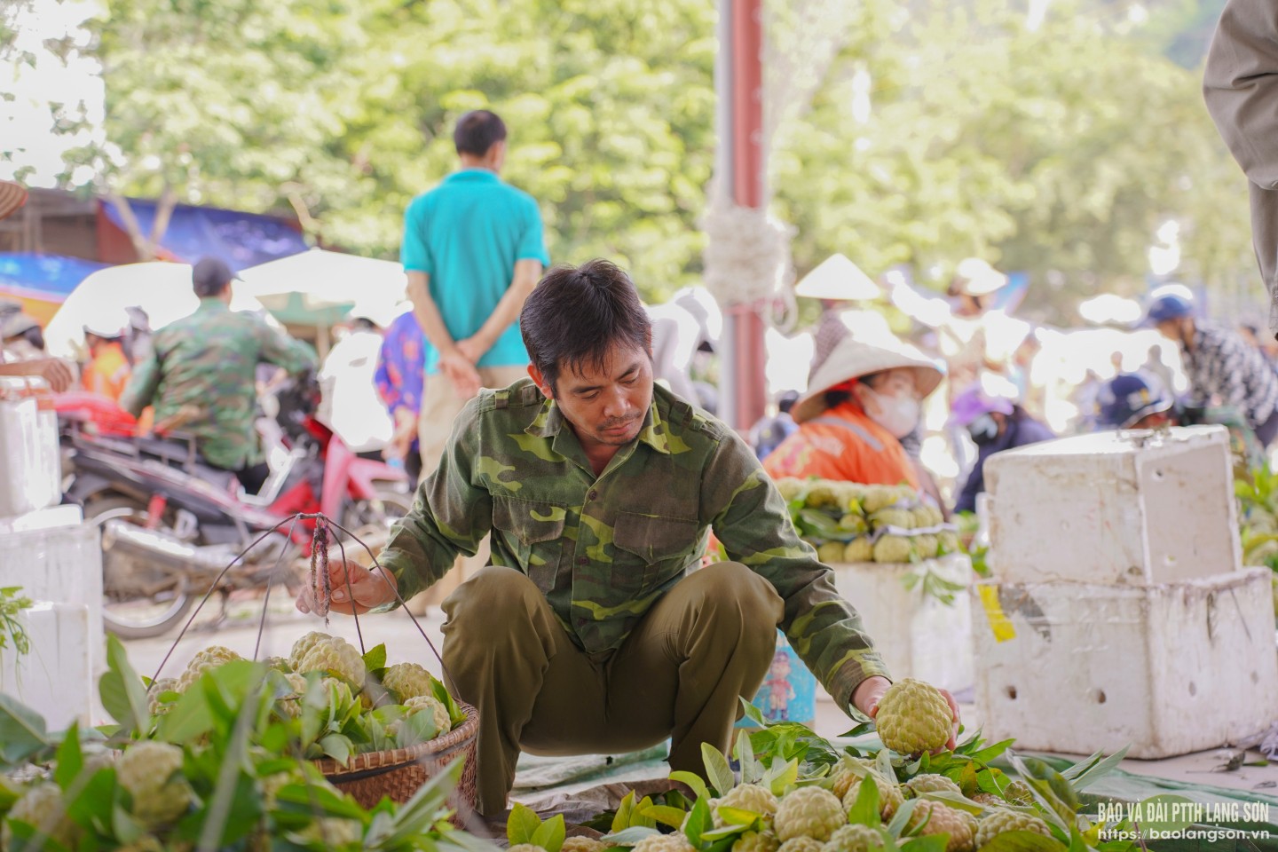 Sau khi được thương lái thu mua, người dân nhanh tay xếp gọn chờ đóng na vào thùng xốp để kịp vận chuyển