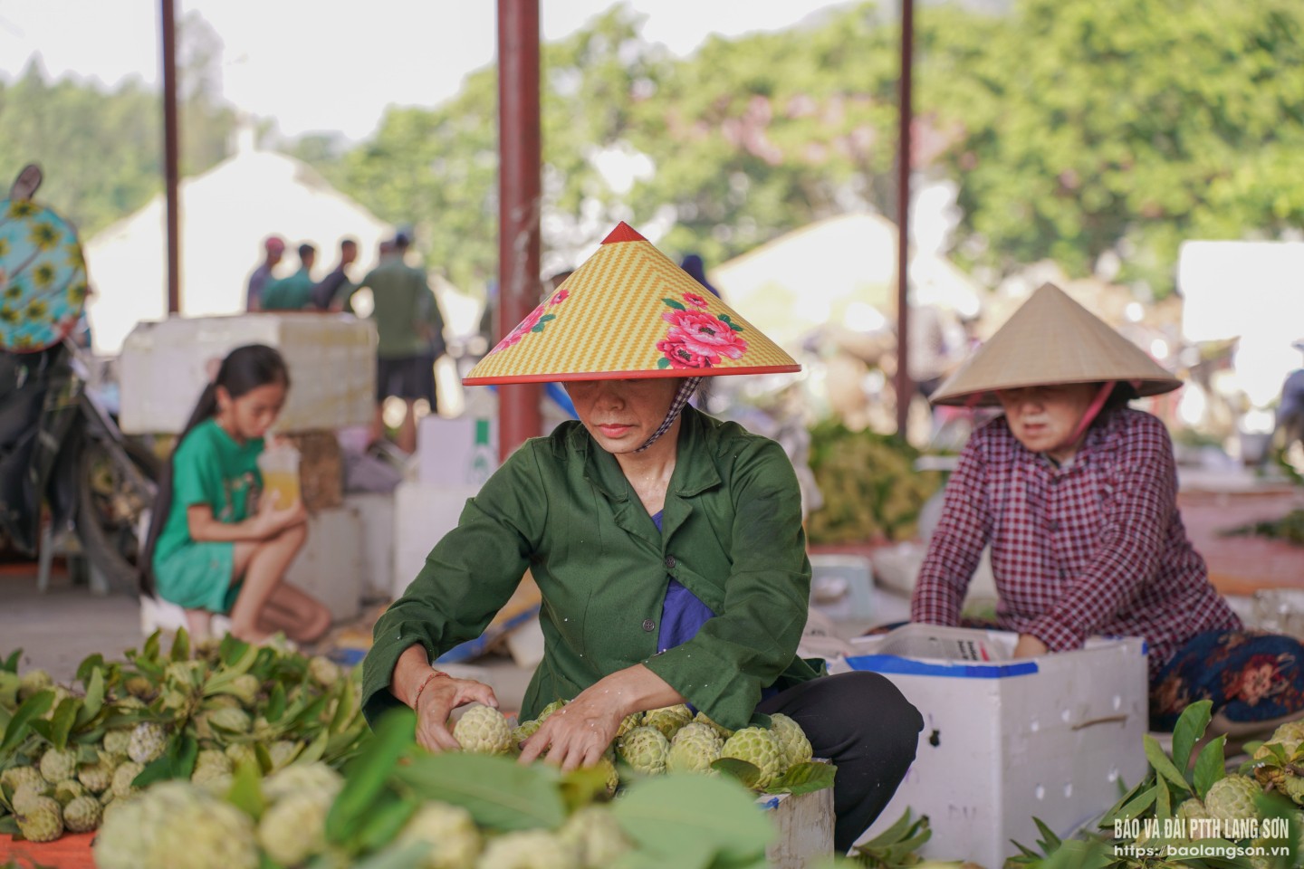 Những quả na tươi được thương lái cẩn thận đóng gọn trong thùng xốp, chuẩn bị đưa tới các chợ đầu mối hoặc chợ bán lẻ tại các tỉnh, thành