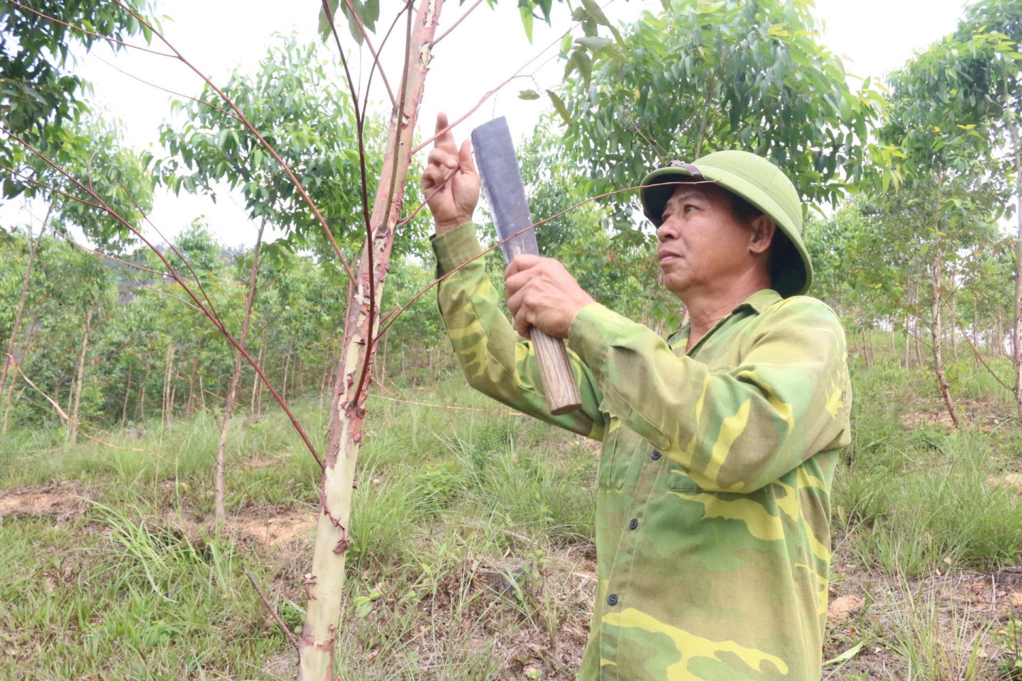 Người dân xã Chiến Thắng chăm sóc rừng bạch đàn