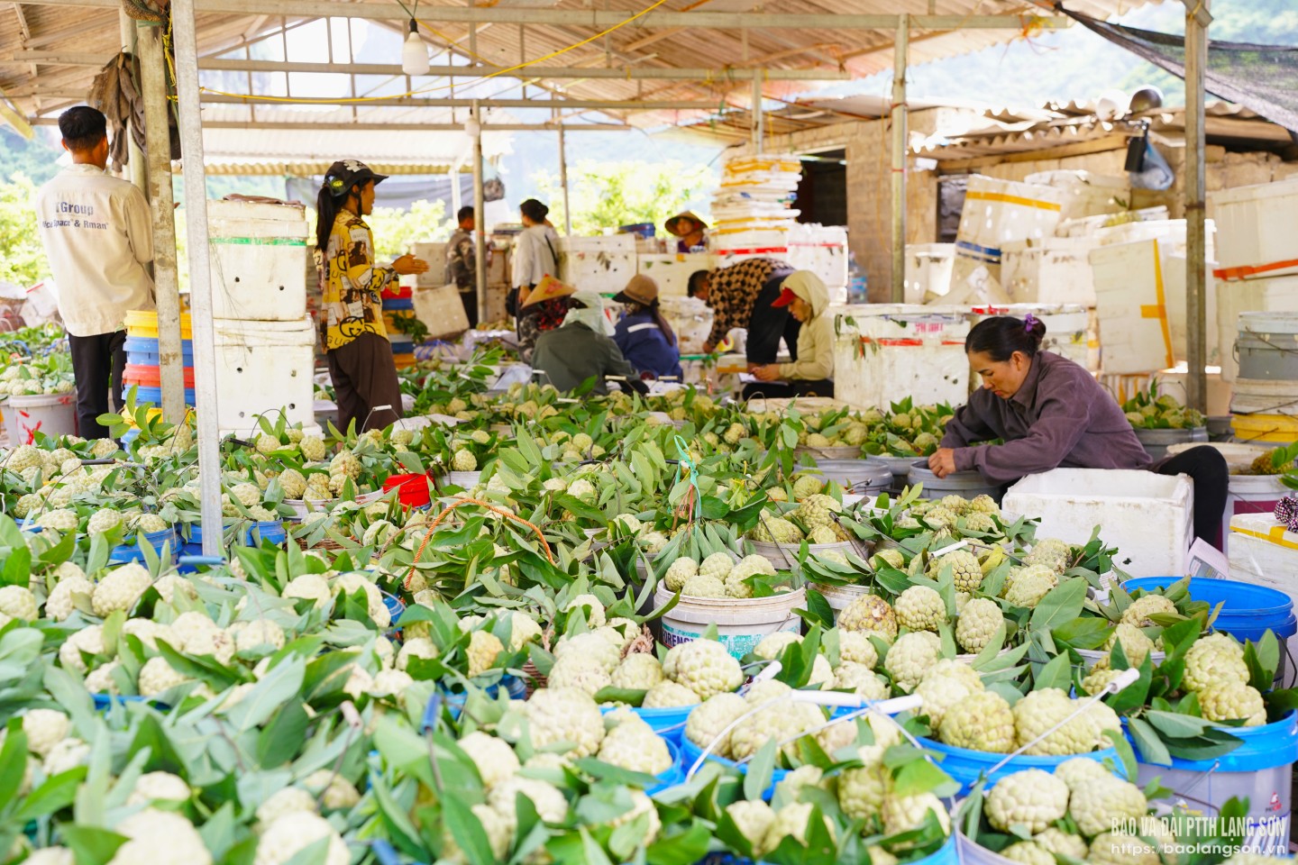 Tại điểm thu mua, không khí mua bán na luôn nhộn nhịp từng sọt na được cân, xếp gọn chuẩn bị đưa đi tiêu thụ. So với mọi năm, giá na năm nay có phần bình ổn, dao động từ 30 - 70 nghìn đồng/kg tùy từng loại
