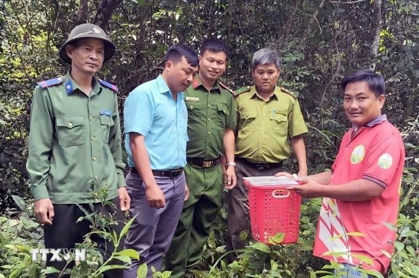 Ông Trần Ngọc Khiêm (trú tại xã Quảng Tín, tỉnh Lâm Đồng) bàn giao Cu li nhỏ (tên khoa học: Nycticebus pygmaeus) cho cơ quan chức năng thả về với môi trường tự nhiên. (Ảnh: TTXVN)