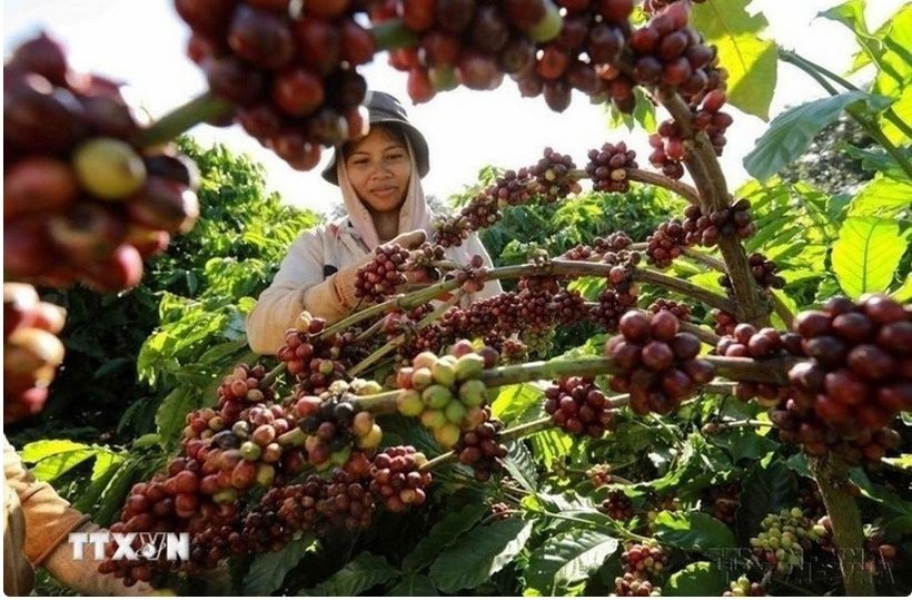 咖啡价格单周暴涨18%。图自越通社
