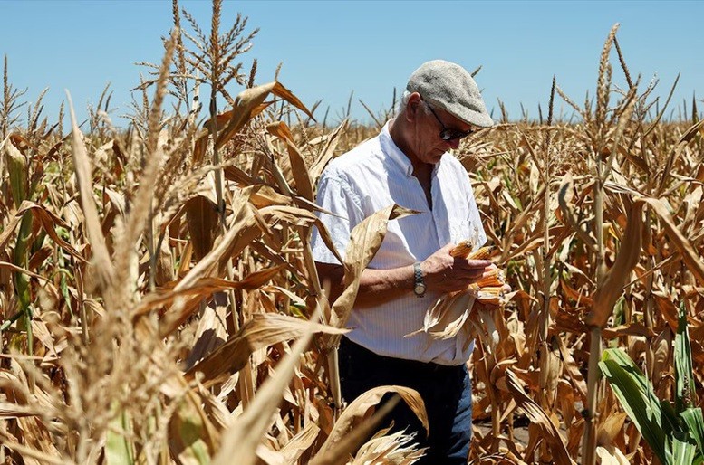 Hạn hán khiến năng suất cây trồng, như ngô và đậu nành ở Argentina giảm mạnh - Ảnh: Reuters