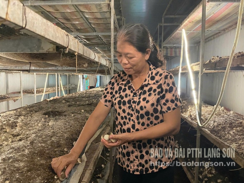 Thành viên HTX Thuận Phát, xã Tân Đoàn thu hoạch nấm