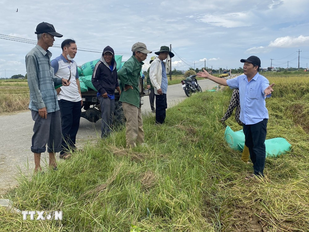 Phó Giám đốc Sở Nông nghiệp và Môi trường Huế Lê Văn Anh chỉ đạo người dân đẩy nhanh tiến độ thu hoạch lúa trước khi cơn bão số 5 đổ bộ. (Ảnh: TTXVN phát)