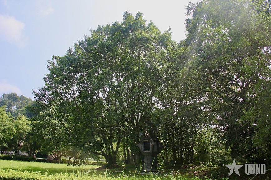 Di tích “Cây đa Tân Trào” hiện nay là điểm đến của đông đảo du khách trong và ngoài nước trong hành trình tìm hiểu về Cách mạng Tháng Tám và Quốc khánh 2-9. Ảnh: Hải Ly 