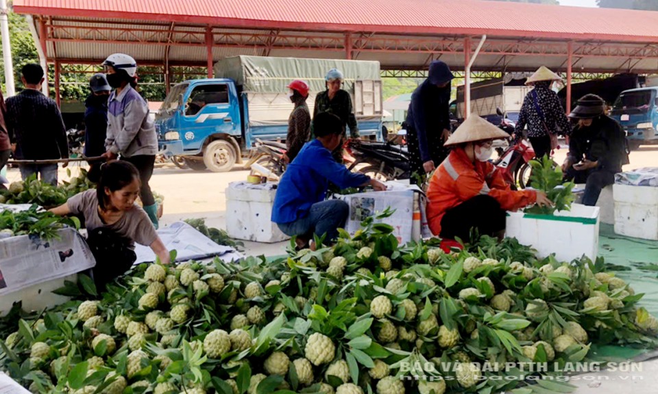 Na đầu vụ được giá 
