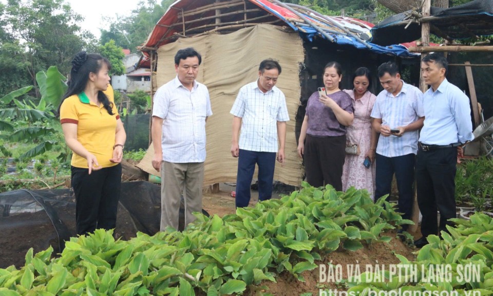 Xem xét đề xuất thực hiện dự án trồng gừng