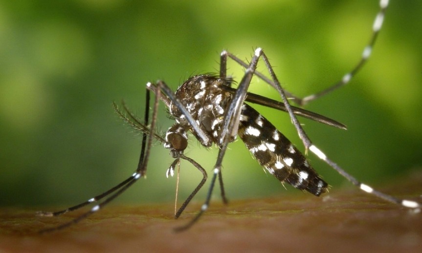 Bộ Y tế thông tin về bệnh gây đau, viêm khớp do lây từ muỗi Aedes