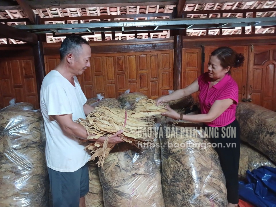 Giám đốc Hợp tác xã Như Ý kiểm tra chất lượng sản phẩm thuốc lá thu mua