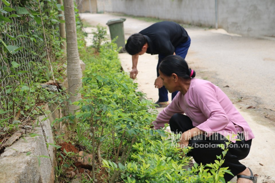 Hội viên nông dân chăm sóc đoạn đường hoa trên địa bàn xã Đồng Đăng
