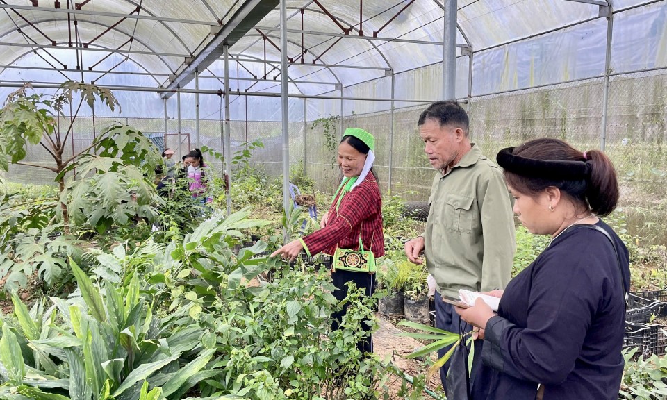 Thận trọng với c&acirc;y thuốc rừng