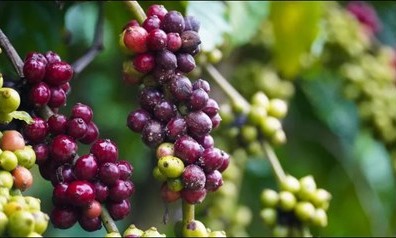 Bản tin n&ocirc;ng sản h&ocirc;m nay (28-12): Gi&aacute; c&agrave; ph&ecirc; v&agrave; hồ ti&ecirc;u ổn định