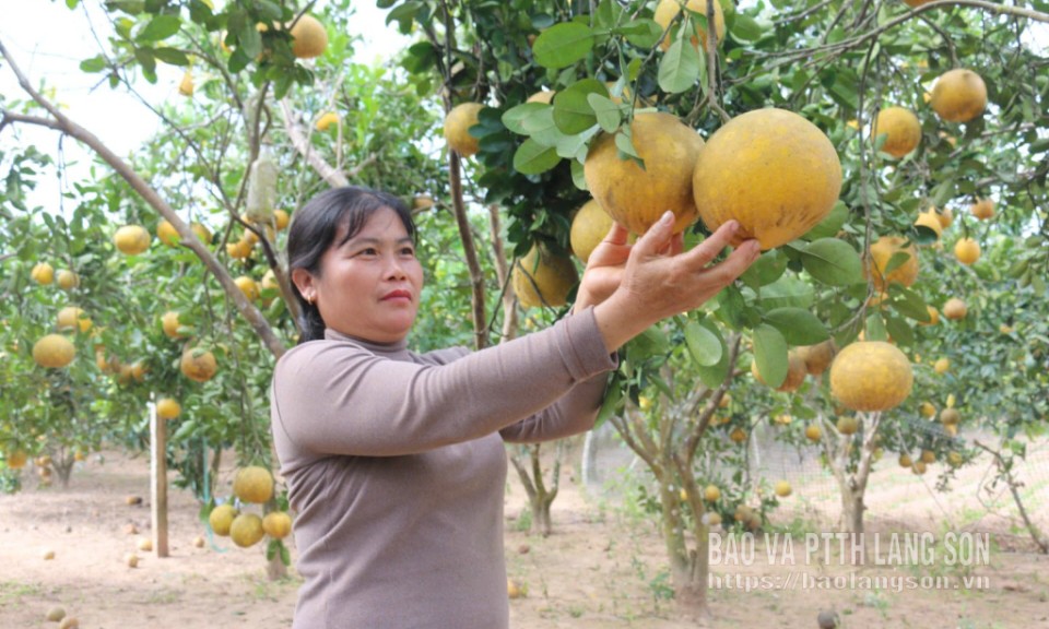 Tăng thu nhập: &ldquo;Đ&ograve;n bẩy&rdquo; n&ocirc;ng th&ocirc;n mới Lộc B&igrave;nh