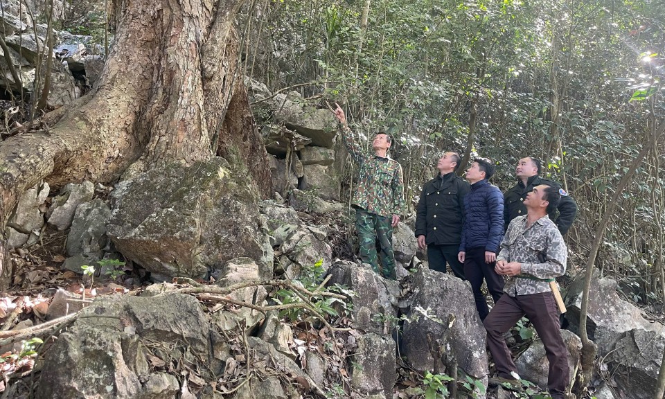 Giữ rừng m&ugrave;a xu&acirc;n