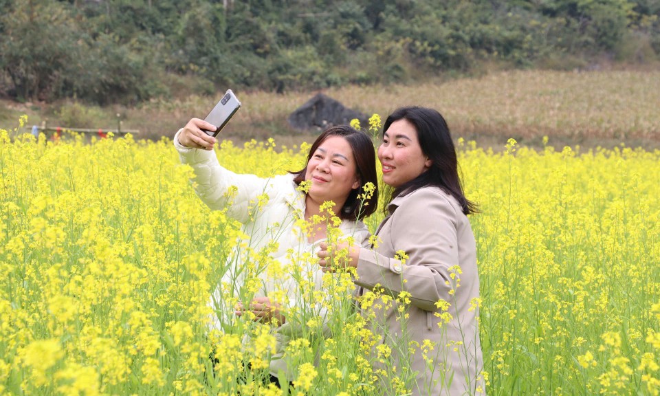 M&ugrave;a hoa cải h&uacute;t kh&aacute;ch