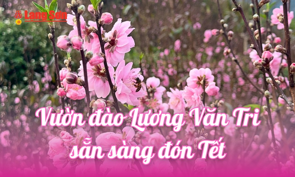 Vườn đ&agrave;o Lương Văn Tri sẵn s&agrave;ng đ&oacute;n Tết