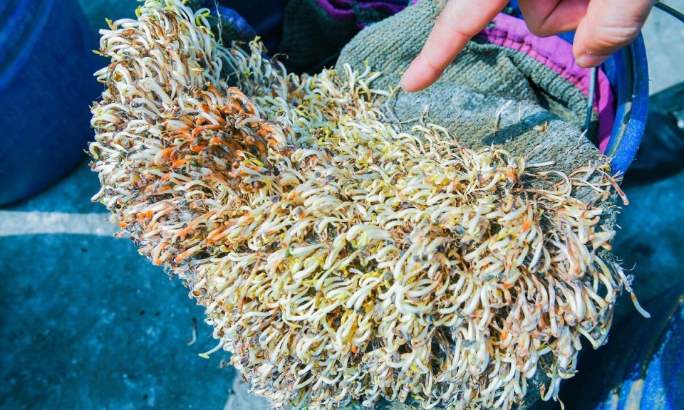 Hải Ph&ograve;ng ti&ecirc;u hủy hơn 5 tấn gi&aacute; đỗ ng&acirc;m h&oacute;a chất, để 1 th&aacute;ng vẫn tươi