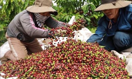 Bản tin n&ocirc;ng sản h&ocirc;m nay (8-2): Gi&aacute; c&agrave; ph&ecirc; v&agrave; hồ ti&ecirc;u đồng loạt giảm