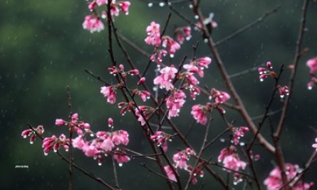 Thời tiết h&ocirc;m nay (20-2): Nhiều nơi c&oacute; mưa, trời r&eacute;t