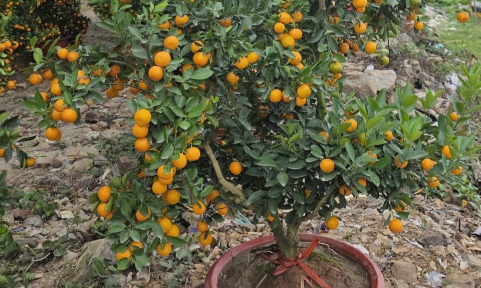 Quả quất cảnh chưng Tết c&oacute; n&ecirc;n đem l&agrave;m gia vị, pha nước uống?