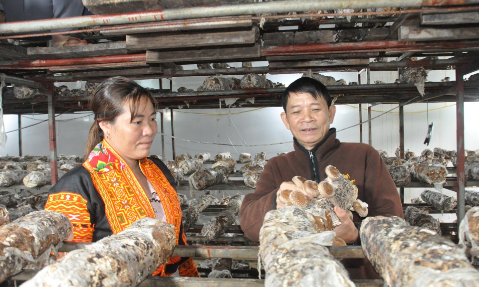 M&ugrave;a nấm hương tr&ecirc;n đỉnh Mẫu Sơn