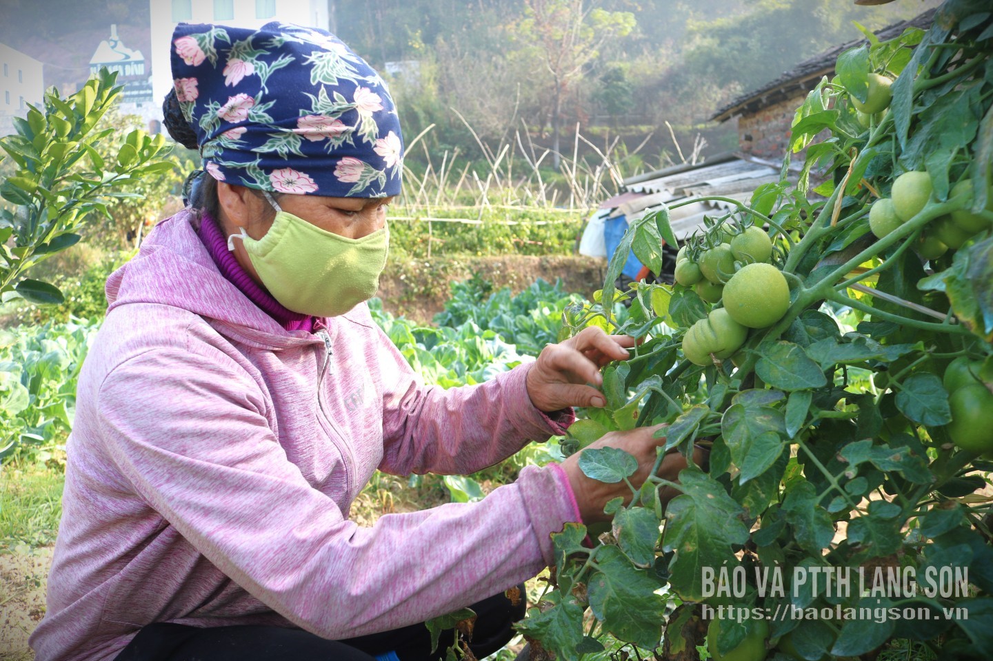 Hội viên, nông dân xã Cao Lộc áp dụng kỹ thuật vào chăm sóc cây cà chua sau khi tham gia lớp dạy nghề trồng và chăm sóc cây cà chua