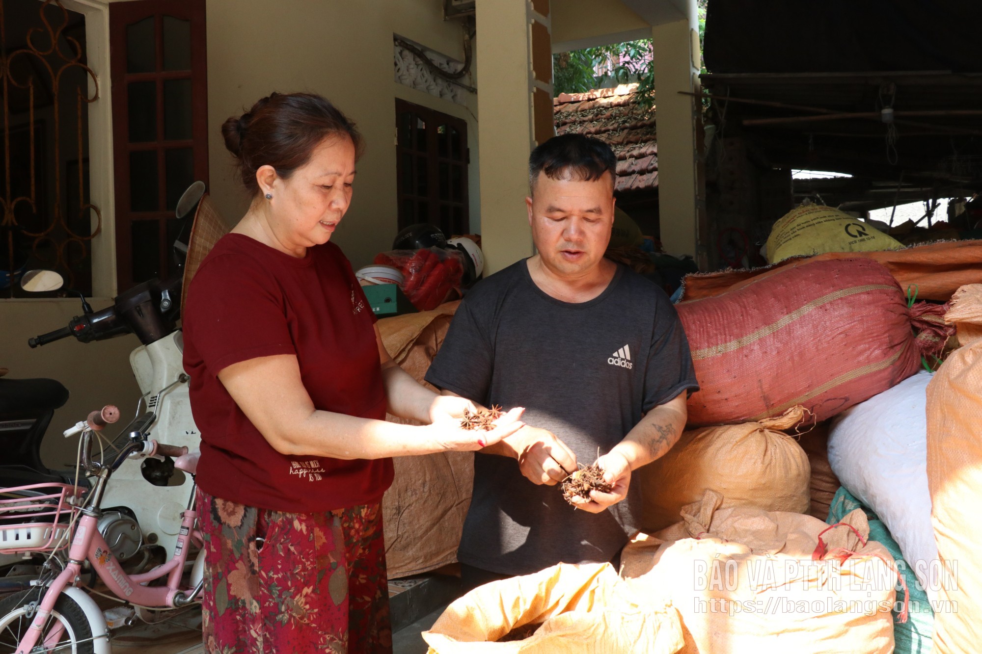 Nhờ tiếp cận hạn mức vay mới theo Nghị định 338, gia đình ông Hoàng Minh Hồng (phường Kỳ Lừa) đã chủ động nguồn lực trong kinh doanh, thu mua hoa hồi