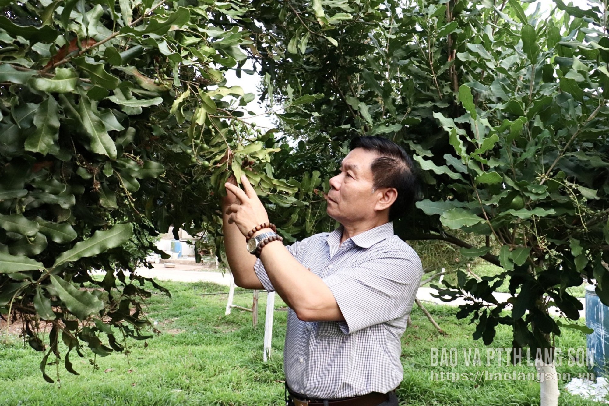Ông Đào Hữu Đức, Giám đốc Công ty TNHH MTV Nông lâm nghiệp Đức Nga kiểm tra tỷ lệ đậu quả của cây mắc ca