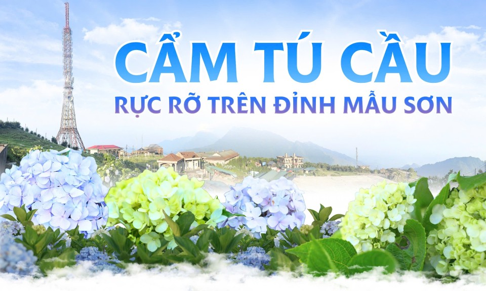 Cẩm T&uacute; cầu rực rỡ tr&ecirc;n đỉnh Mẫu Sơn