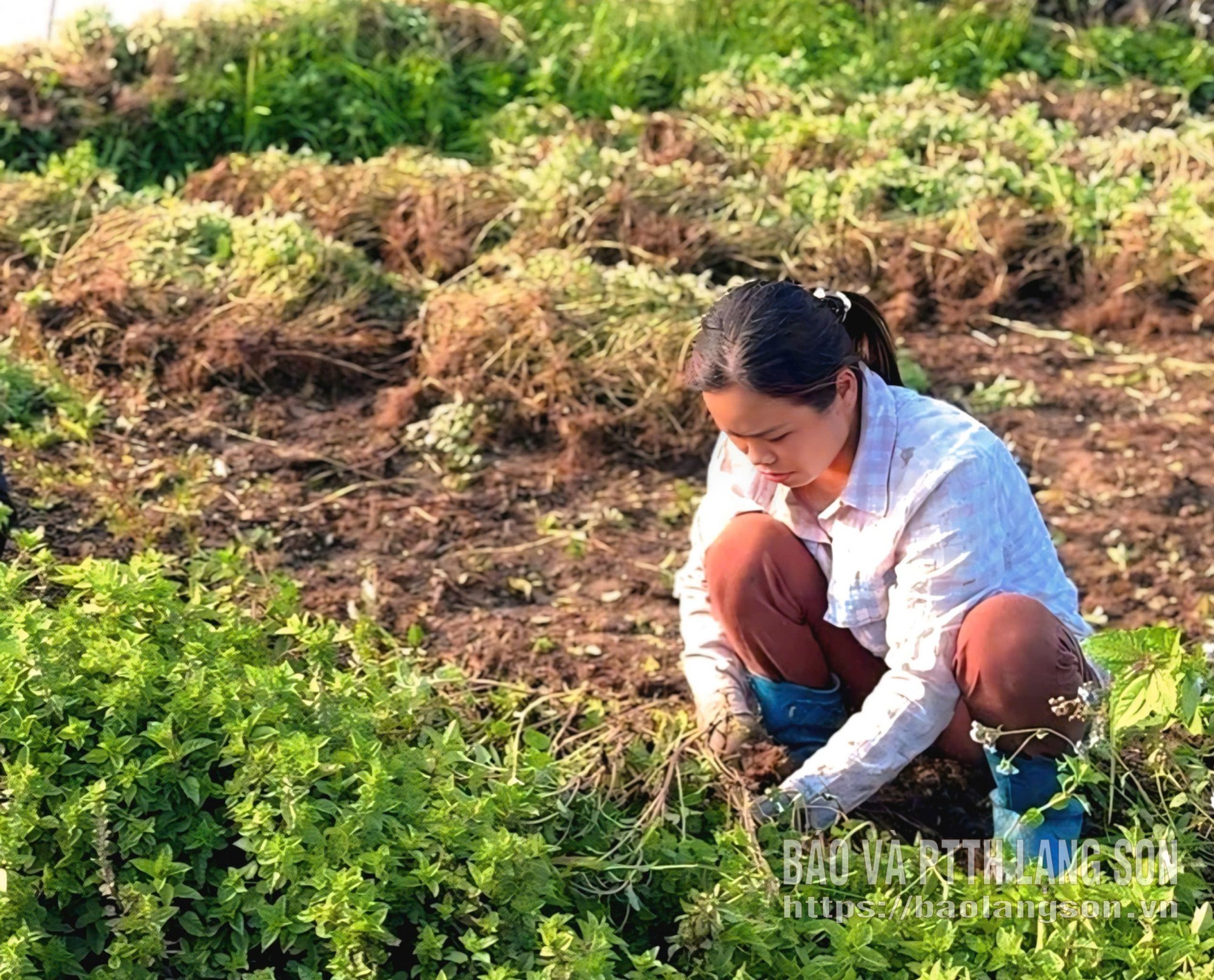 “Đỏ” mùa thạch đen