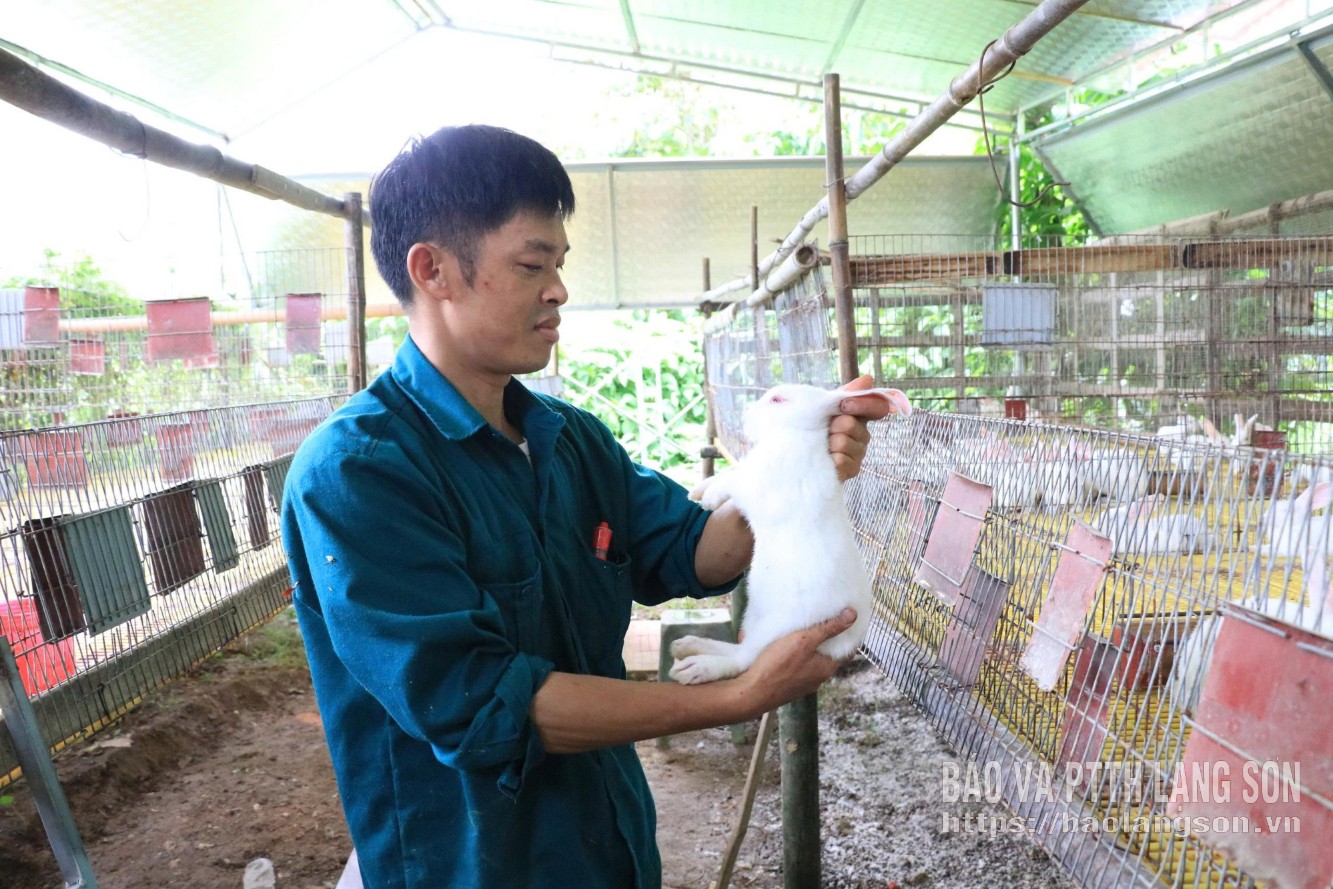 Người dân thôn Đức Hinh, xã Văn Quan chăm sóc thỏ