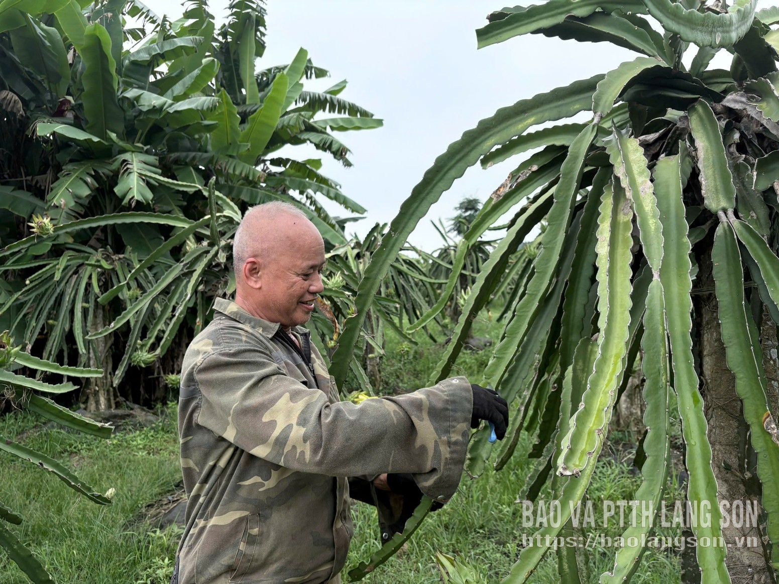 Người dân xã Vân Nham chăm sóc cây thanh long