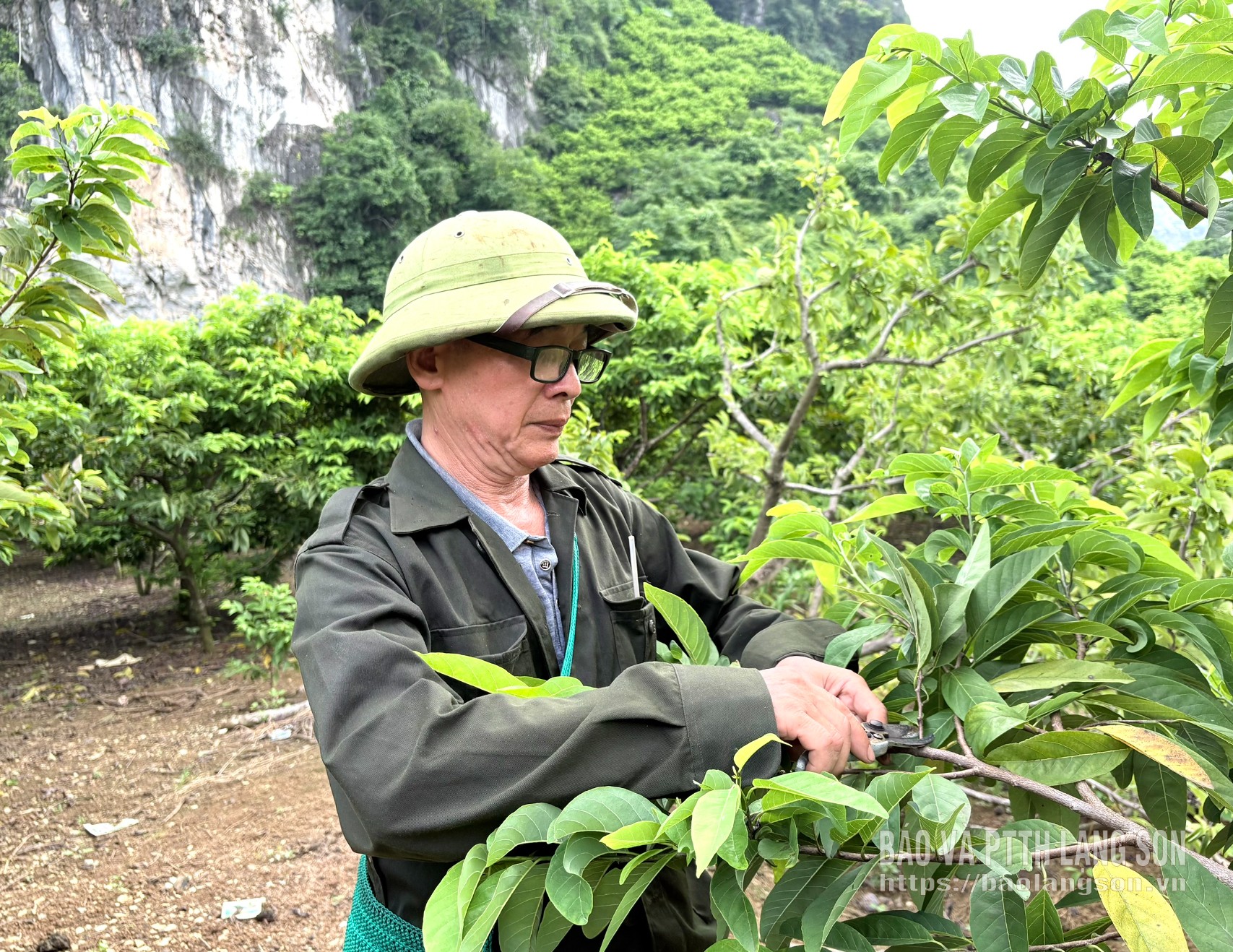 Ông Đông chăm sóc vườn na
