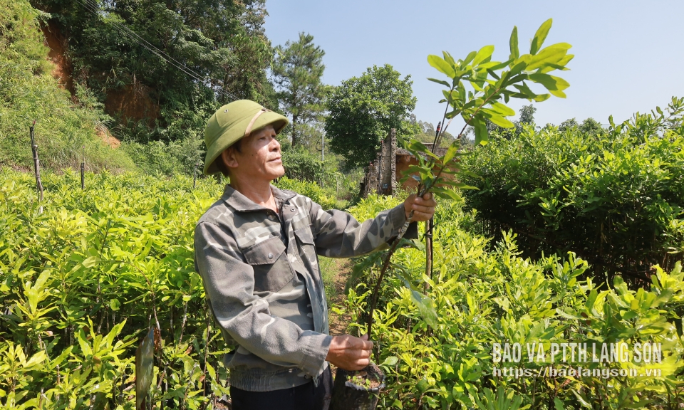Để mắc ca vươn xa - Kỳ 3: Ph&aacute;t triển bền vững